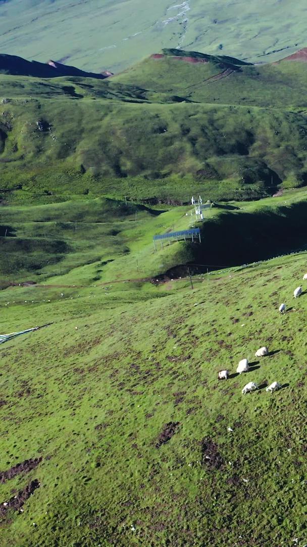 山顶上的羊群集合视频的预览图
