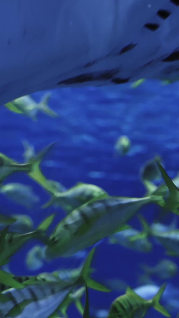 在鱼群中穿梭于海底世界？视频的预览图