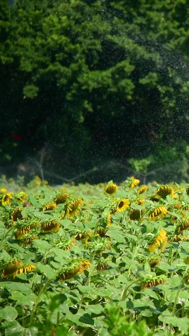 给向日葵浇水视频的预览图