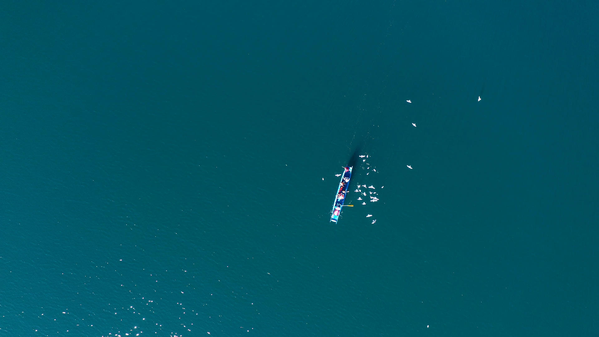 丽江泸沽湖旅游休闲船上喂海鸥视频的预览图