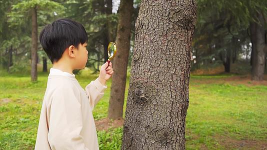 秋季公园里拿放大镜观察植物的小男孩视频的预览图