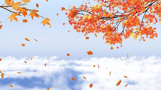 秋天枫叶背景视频的预览图