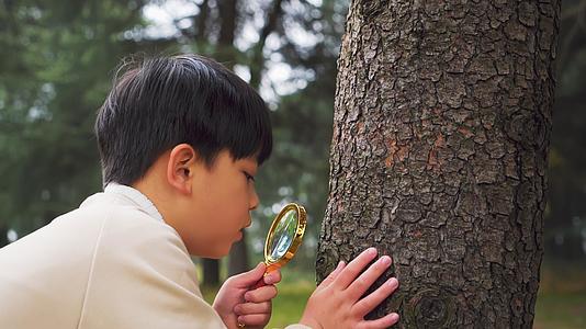 秋天公园里拿放大镜观察植物的小男孩视频的预览图