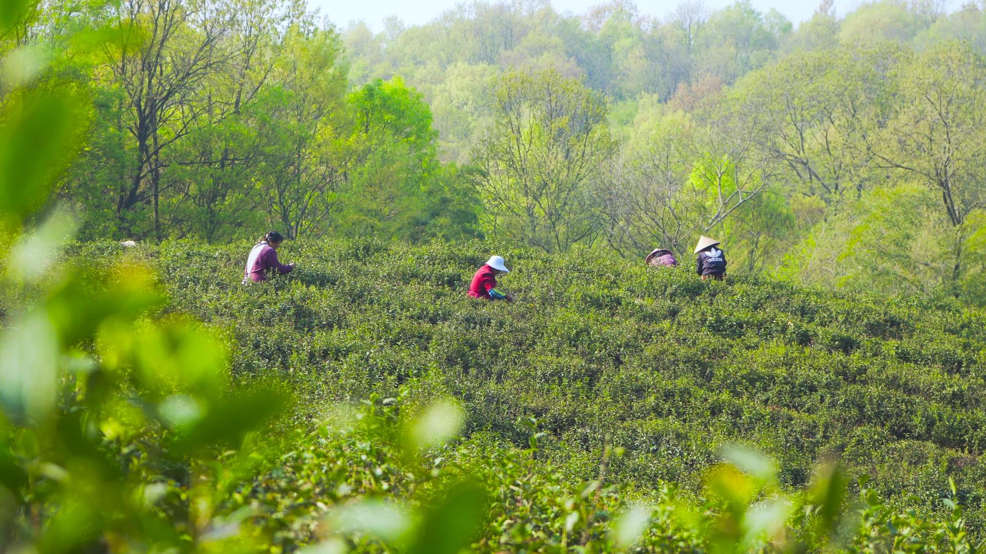 春茶园采茶、农采茶、茶叶、茶叶、茶叶、茶叶、茶叶视频的预览图