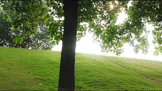夏日阳光穿过树叶空镜朦胧美景视频的预览图