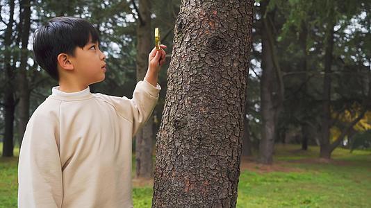 秋季公园观察植物的小男孩视频的预览图