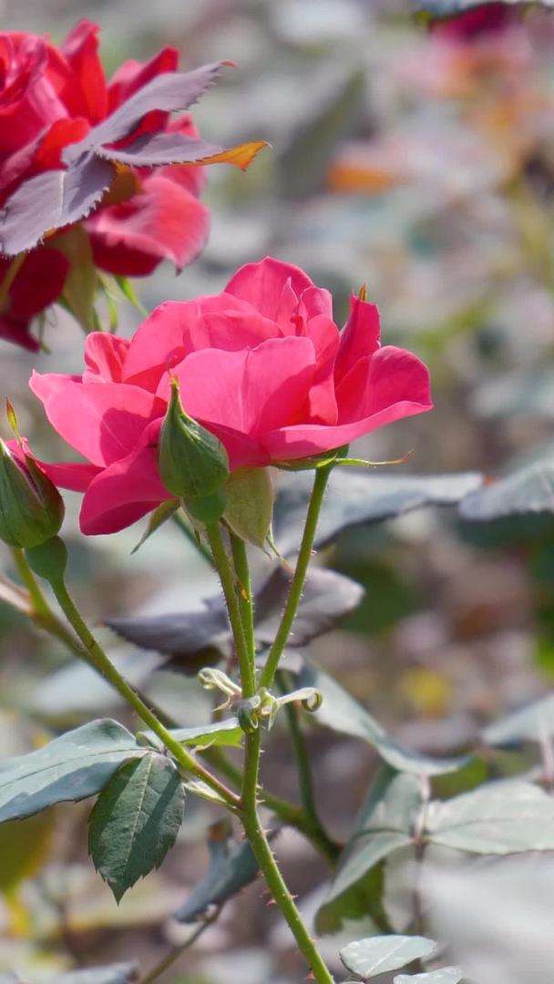 美丽的夏日花园红玫瑰盛开视频的预览图