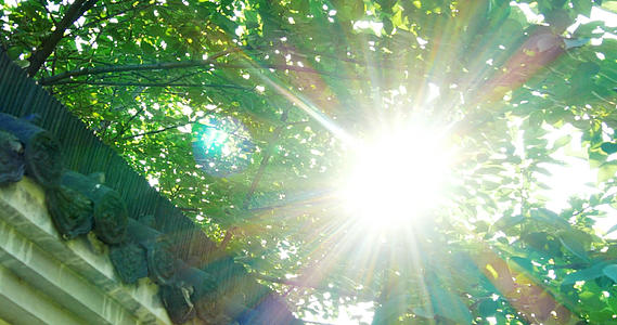 4K唯美逆光空境盛夏日光屋檐上的大树视频的预览图