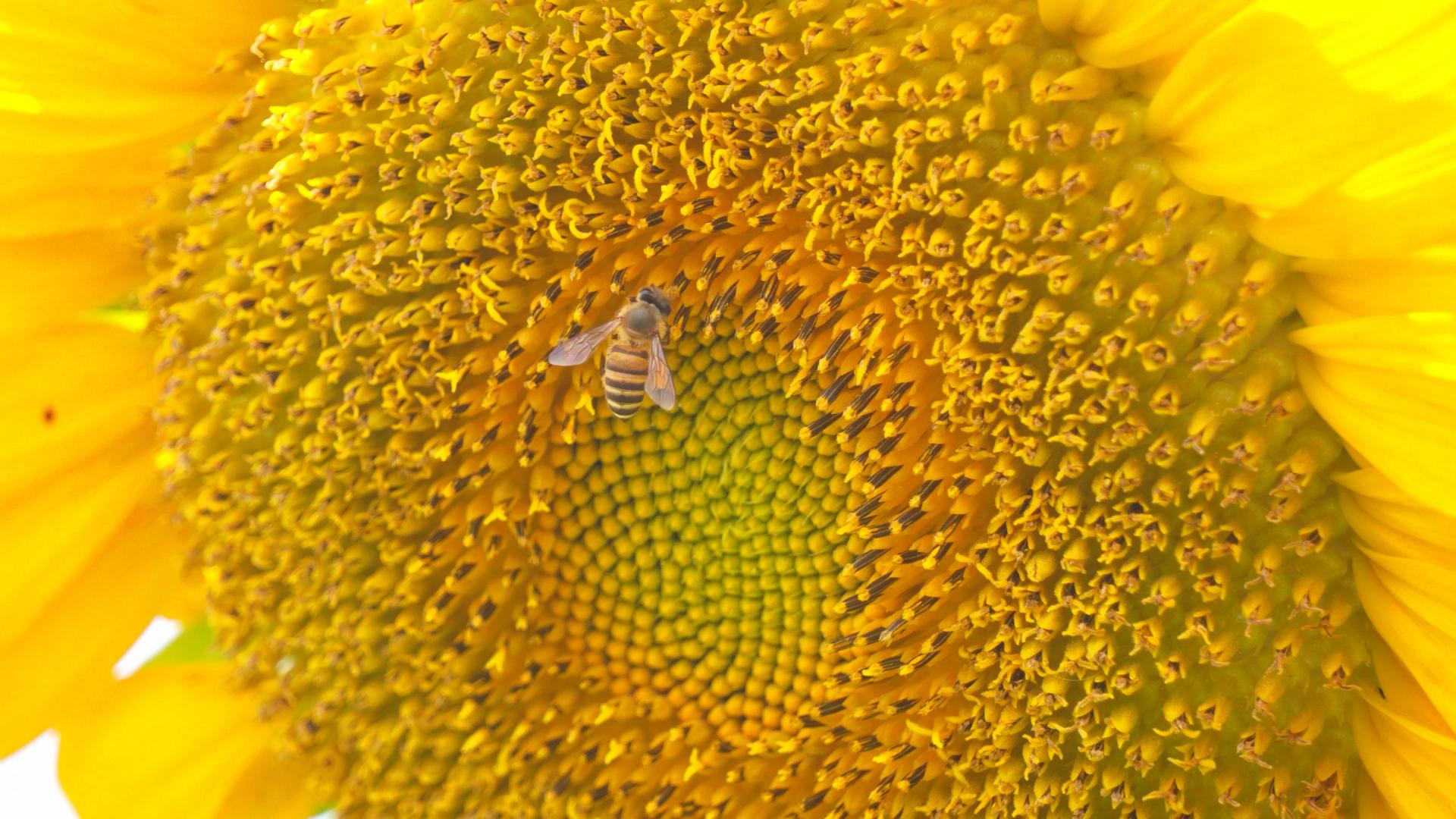 4k实拍向日葵蜜蜂在花蕊采蜜视频的预览图