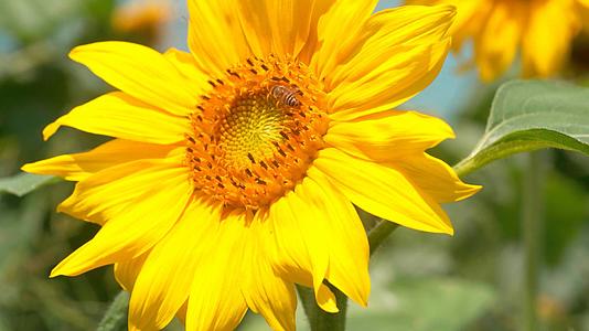 4k实拍向日葵在阳光下茁壮成长绽放视频的预览图