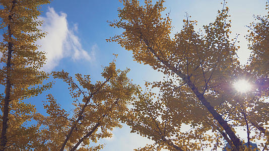 4k实拍秋天银杏树日光素材视频的预览图