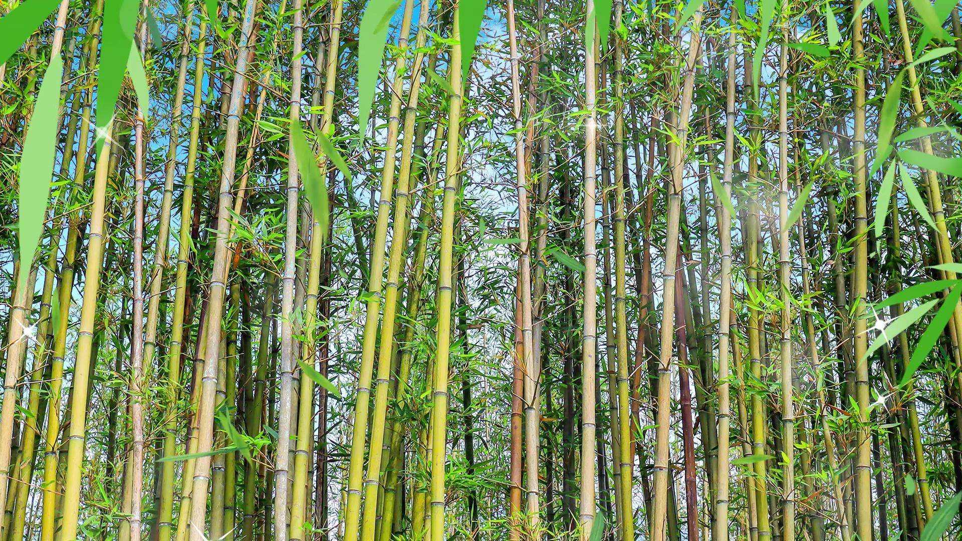 绿色清新竹林背景视频视频的预览图