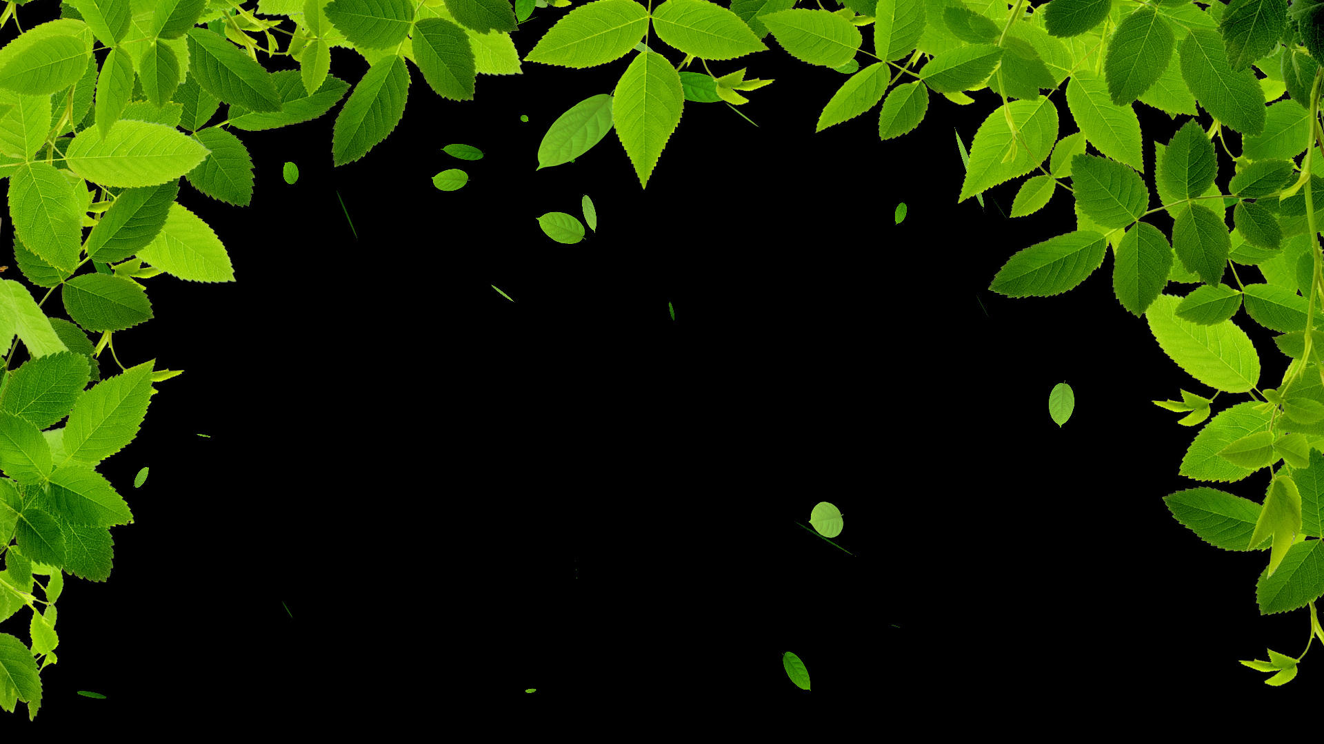 环保树叶边框带通道视频视频的预览图