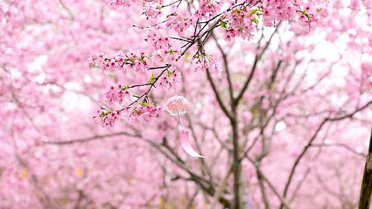春天美丽的樱花风铃春暖花开视频的预览图
