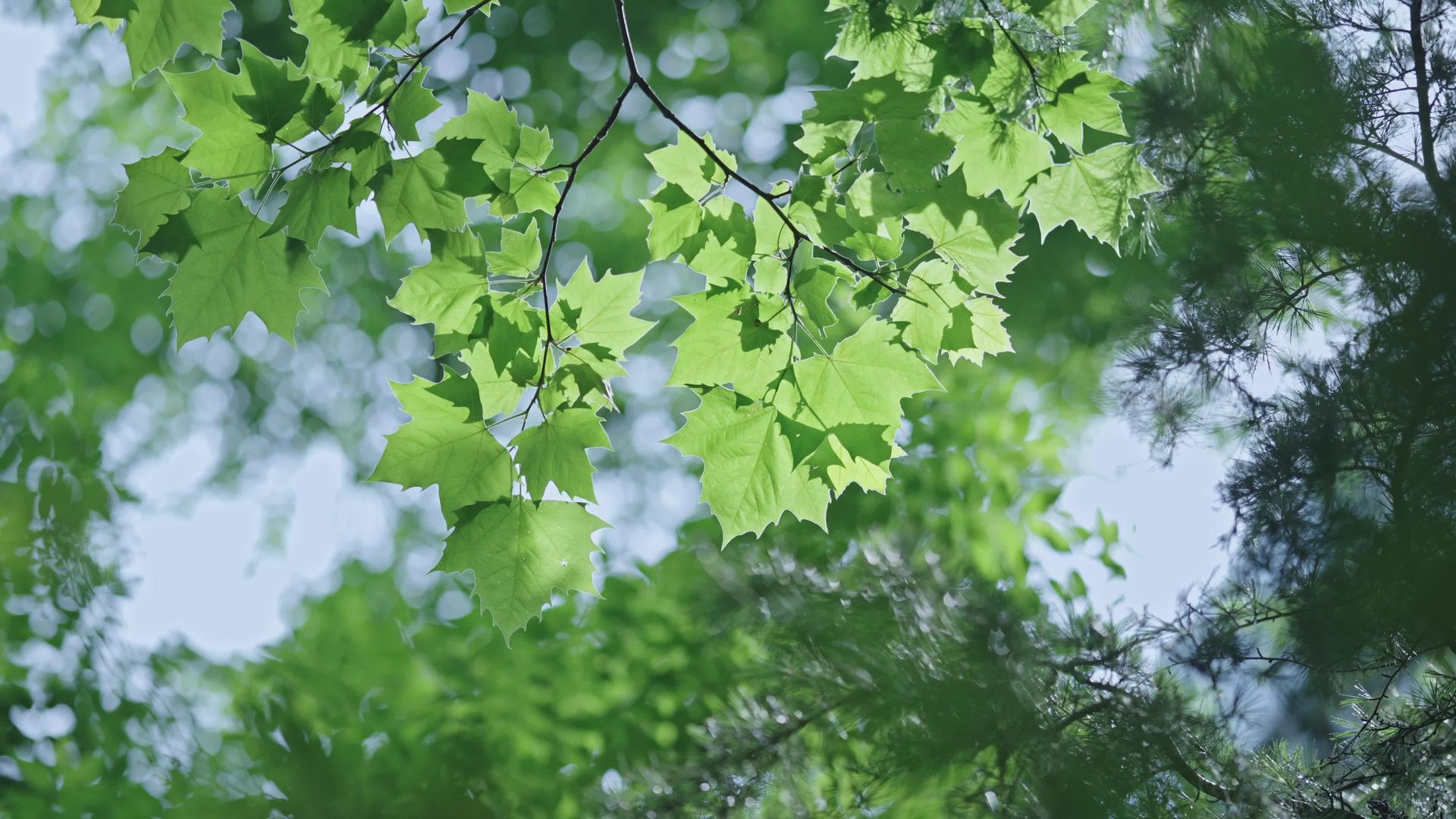 四k初夏阳光下的绿色植物氛围视频的预览图