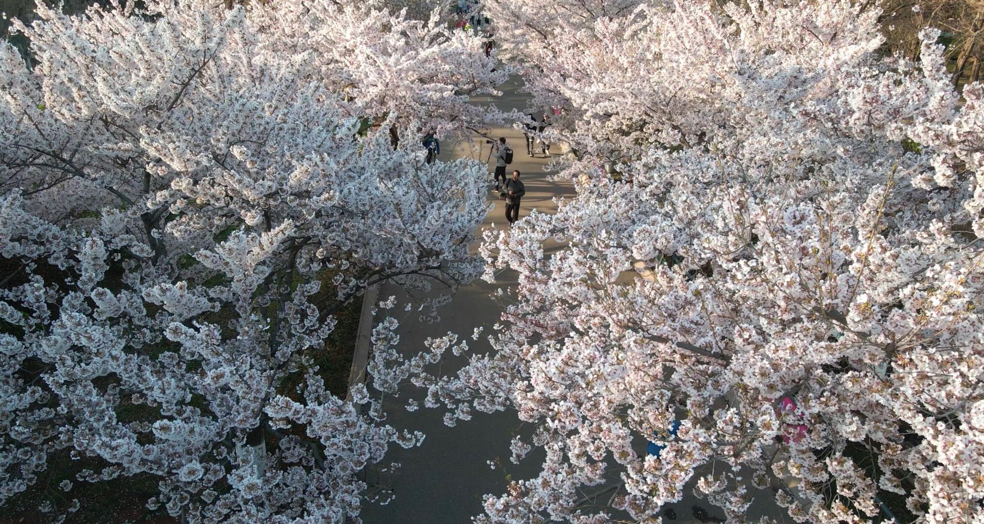 航拍青岛中山公园樱花大道视频的预览图