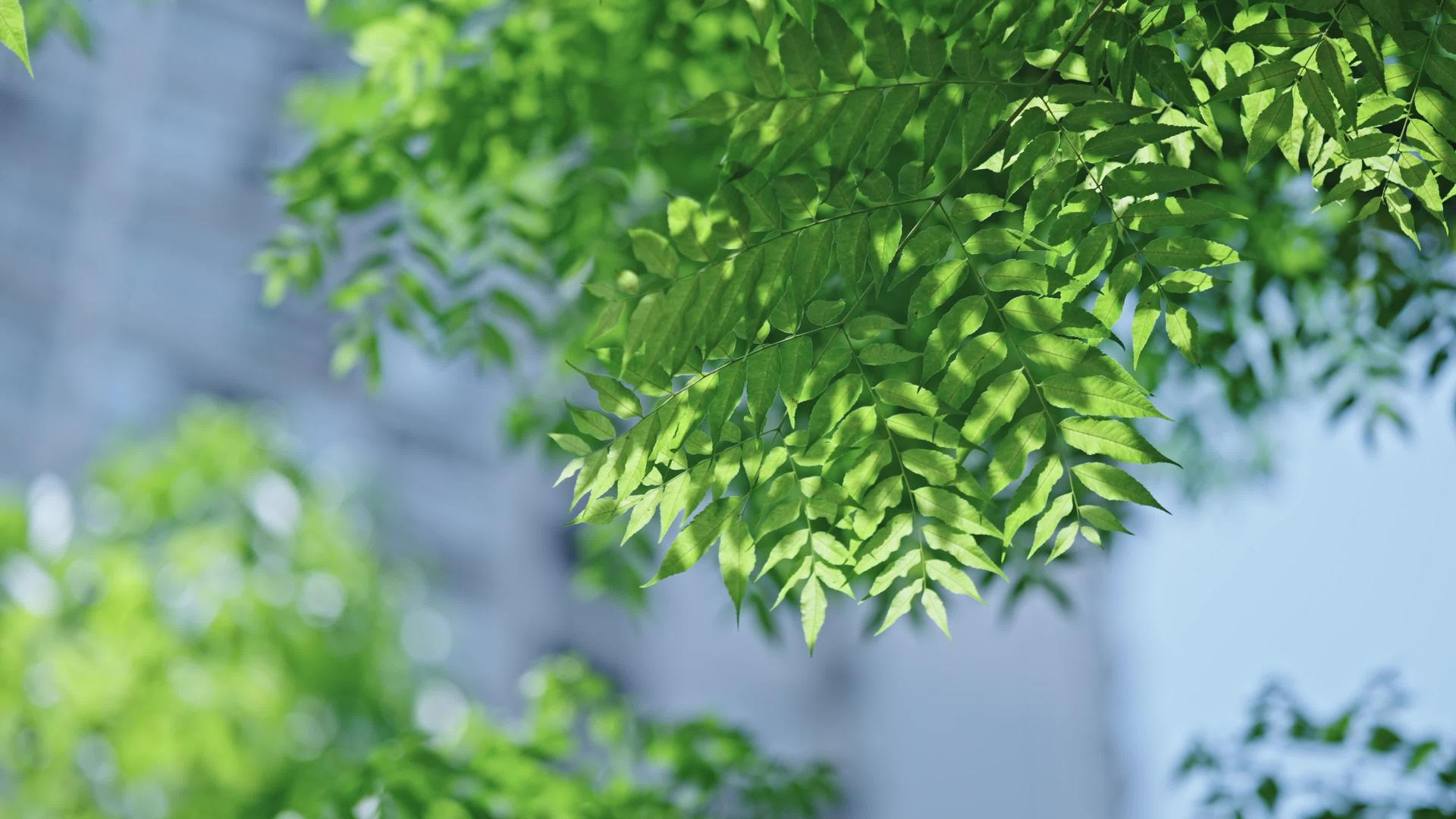四k初夏阳光下的绿色植物氛围视频的预览图