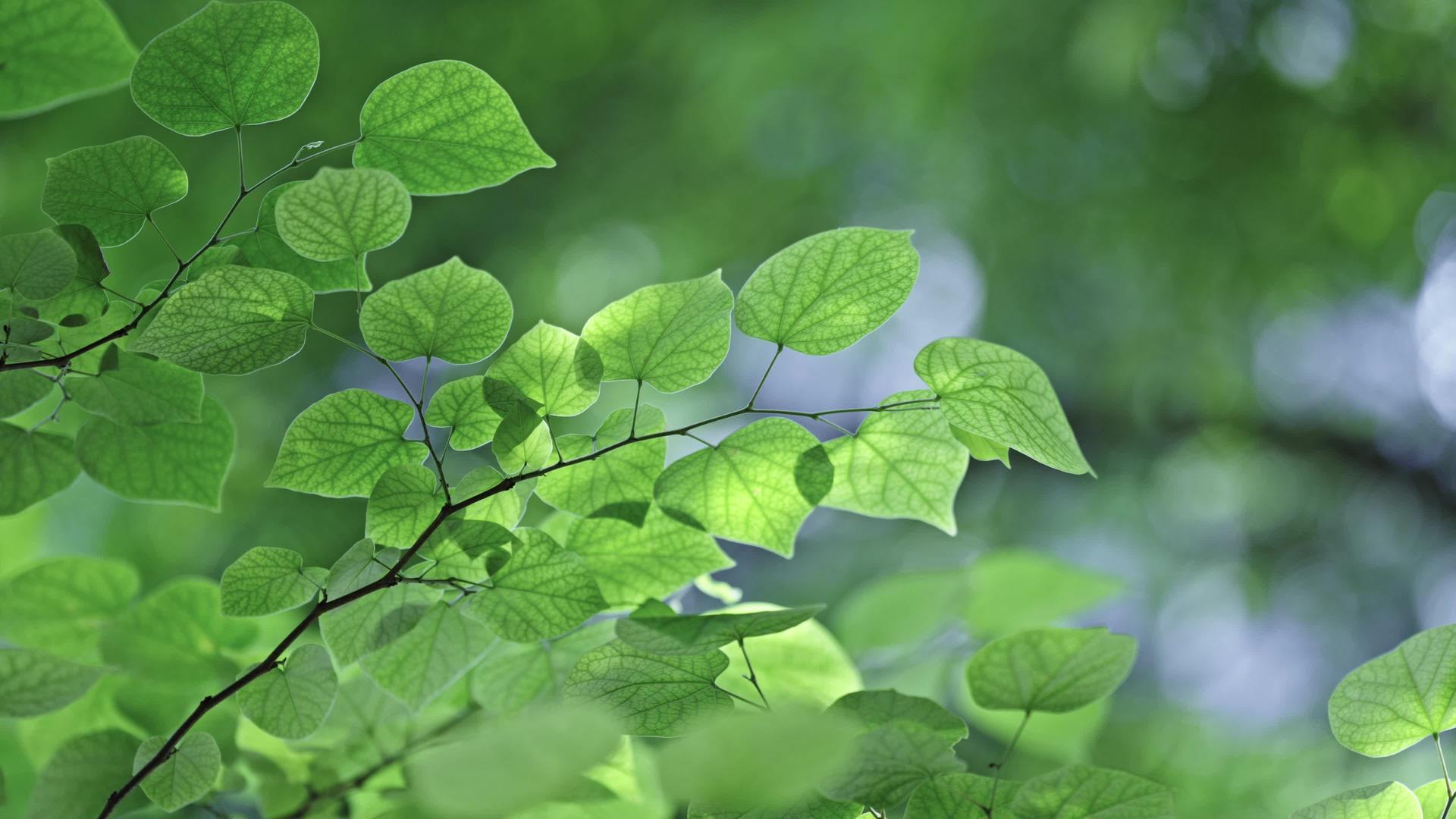 四k初夏阳光下的绿色植物氛围视频的预览图