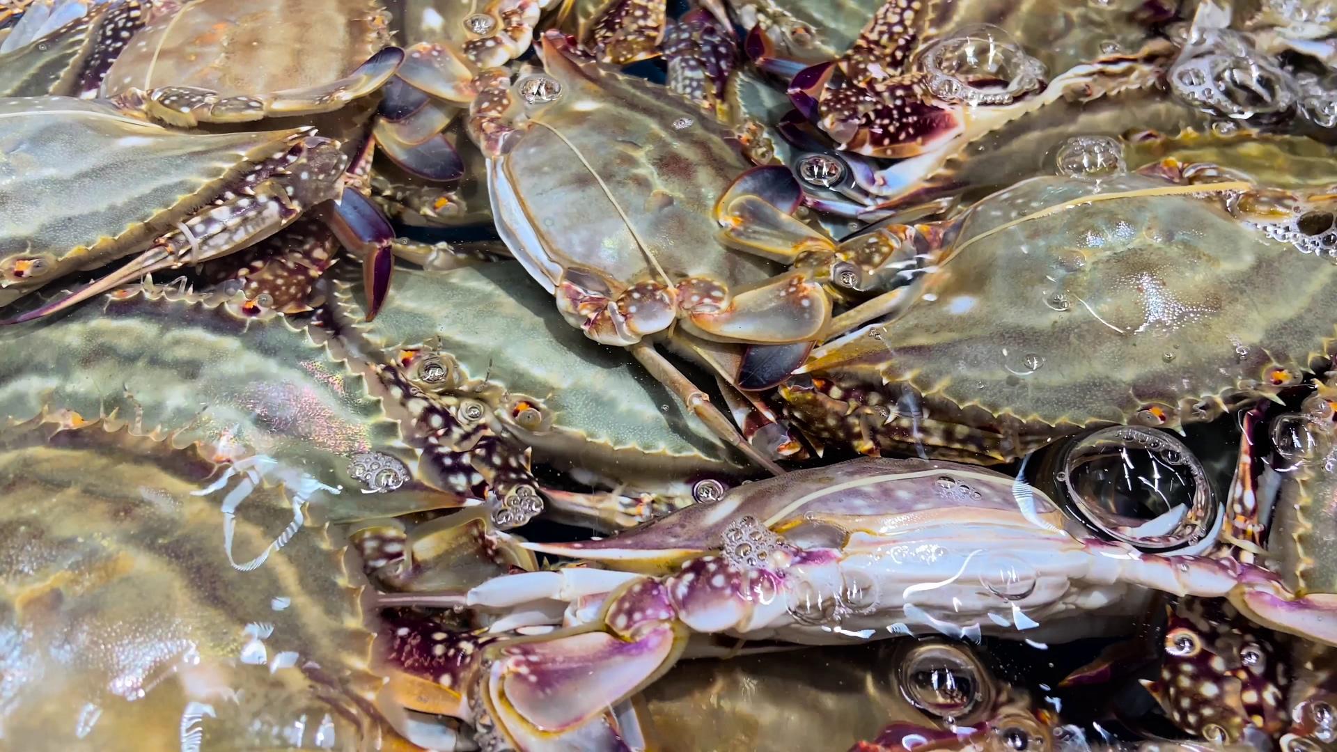 海鲜梭子蟹4K实拍视频的预览图