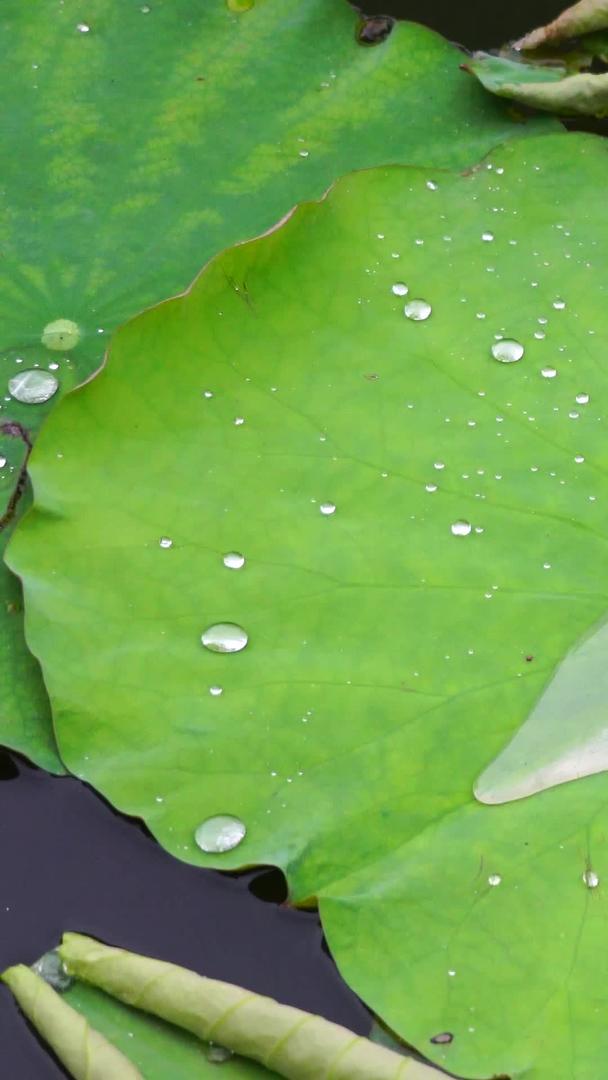 叶子上的水滴视频的预览图