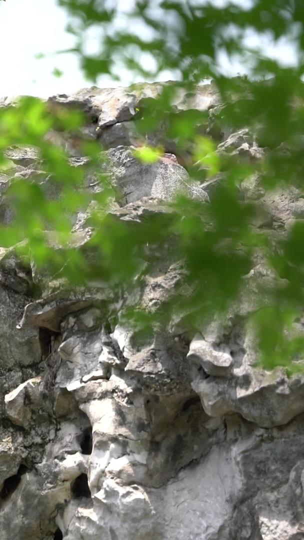 苏州古典园林环秀山庄山涧假山视频的预览图