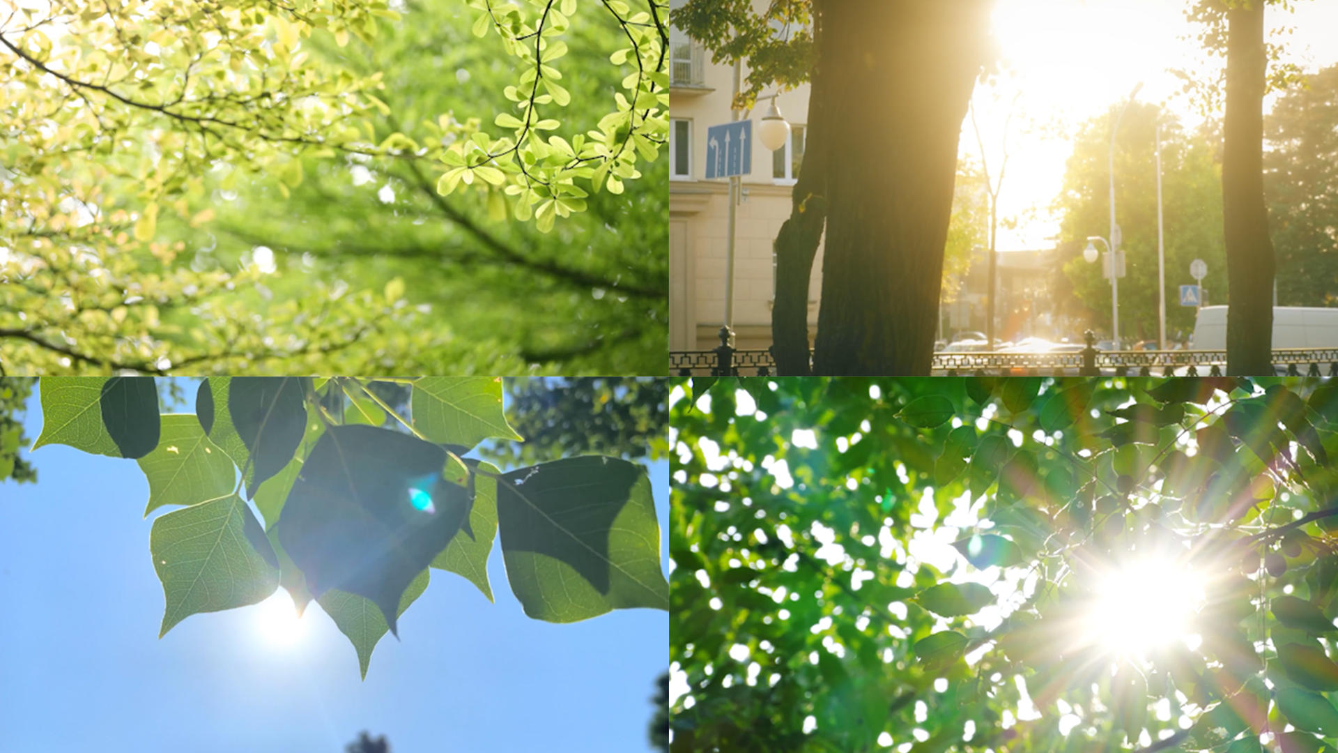树叶阳光空镜头合集视频的预览图