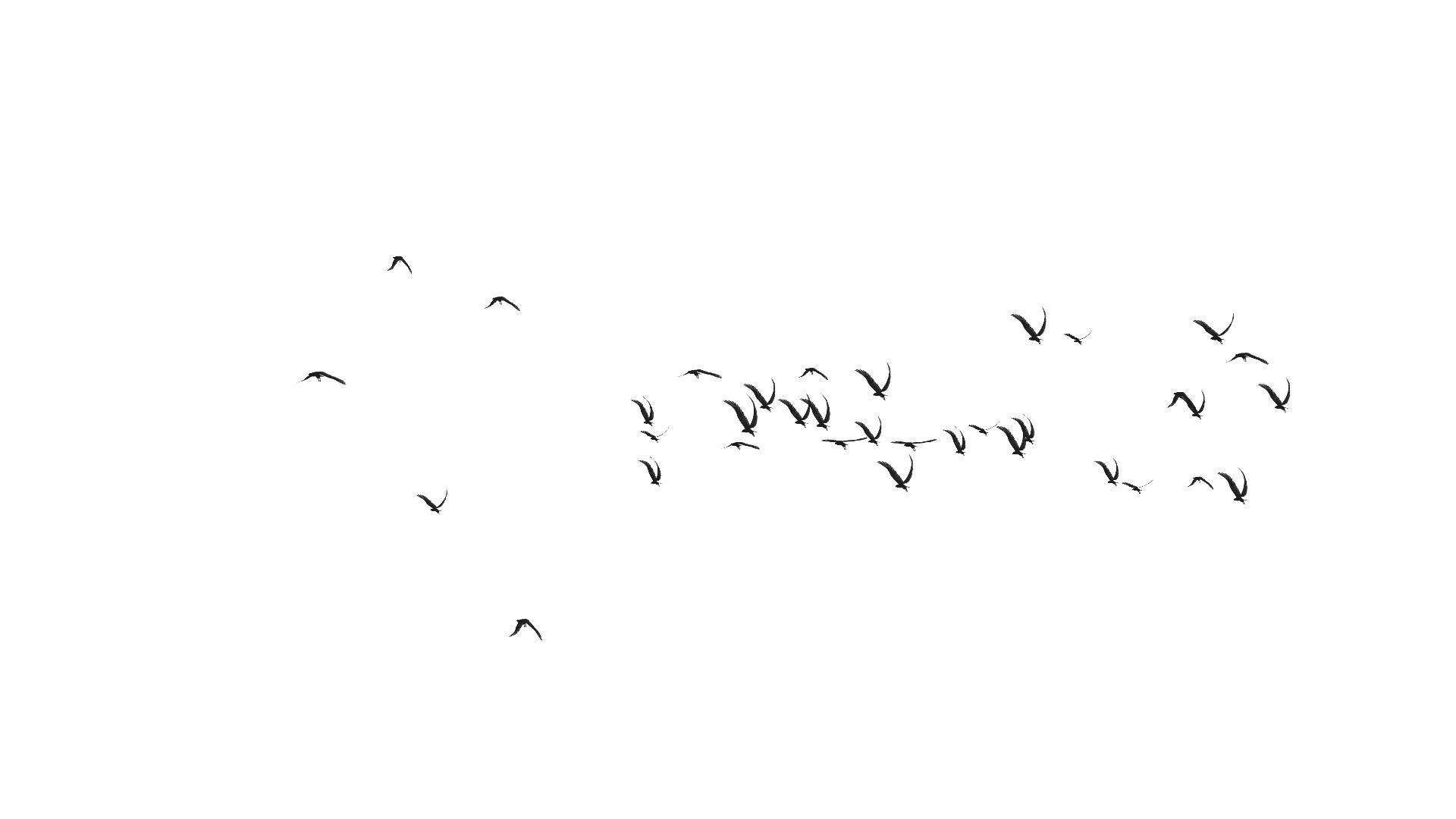 大雁群鸟动态背景视频的预览图