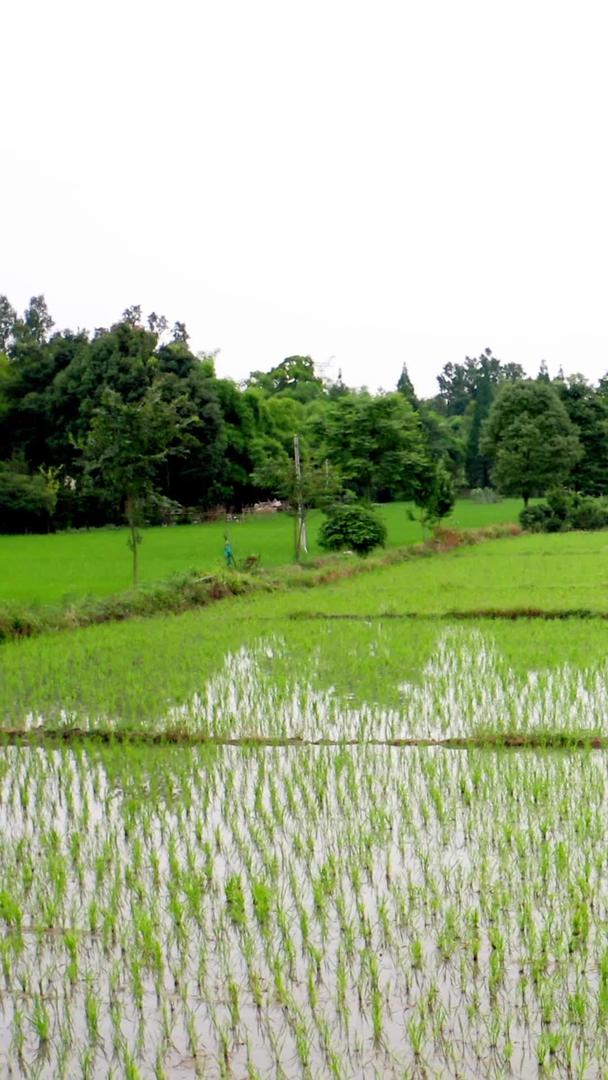 袁隆平培育基地实验稻田刚种植的晚熟品种水稻视频的预览图