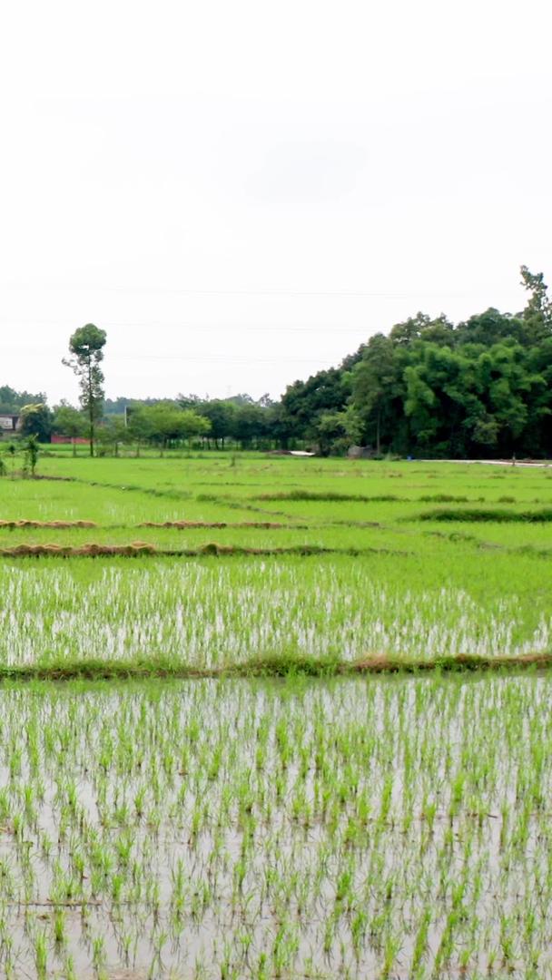 袁隆平培育基地实验稻田刚种植的晚熟品种水稻视频的预览图