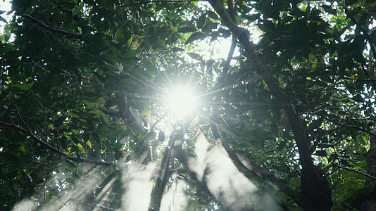 阳光下的树林4K视频的预览图