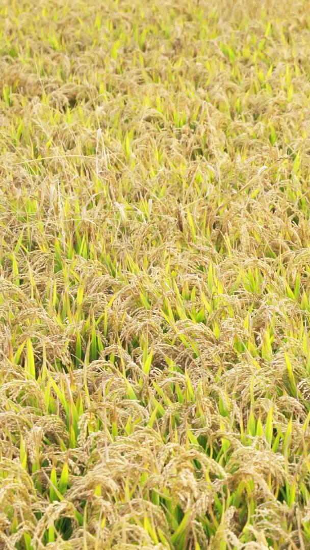 稻田丰收秋耕耕地种植粮食视频的预览图