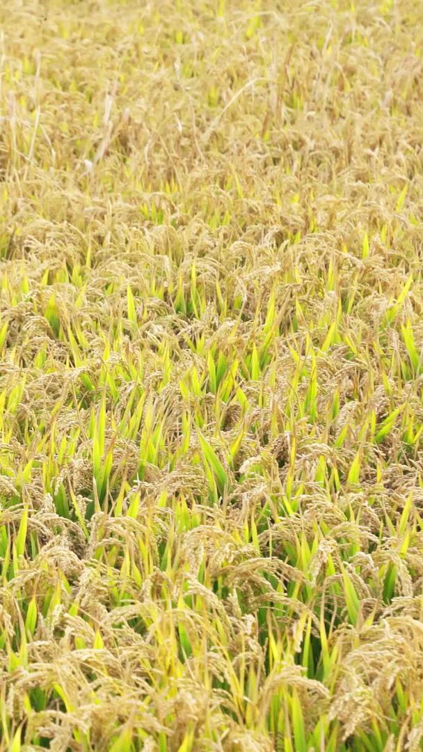 稻田丰收秋耕耕地种植粮食视频的预览图