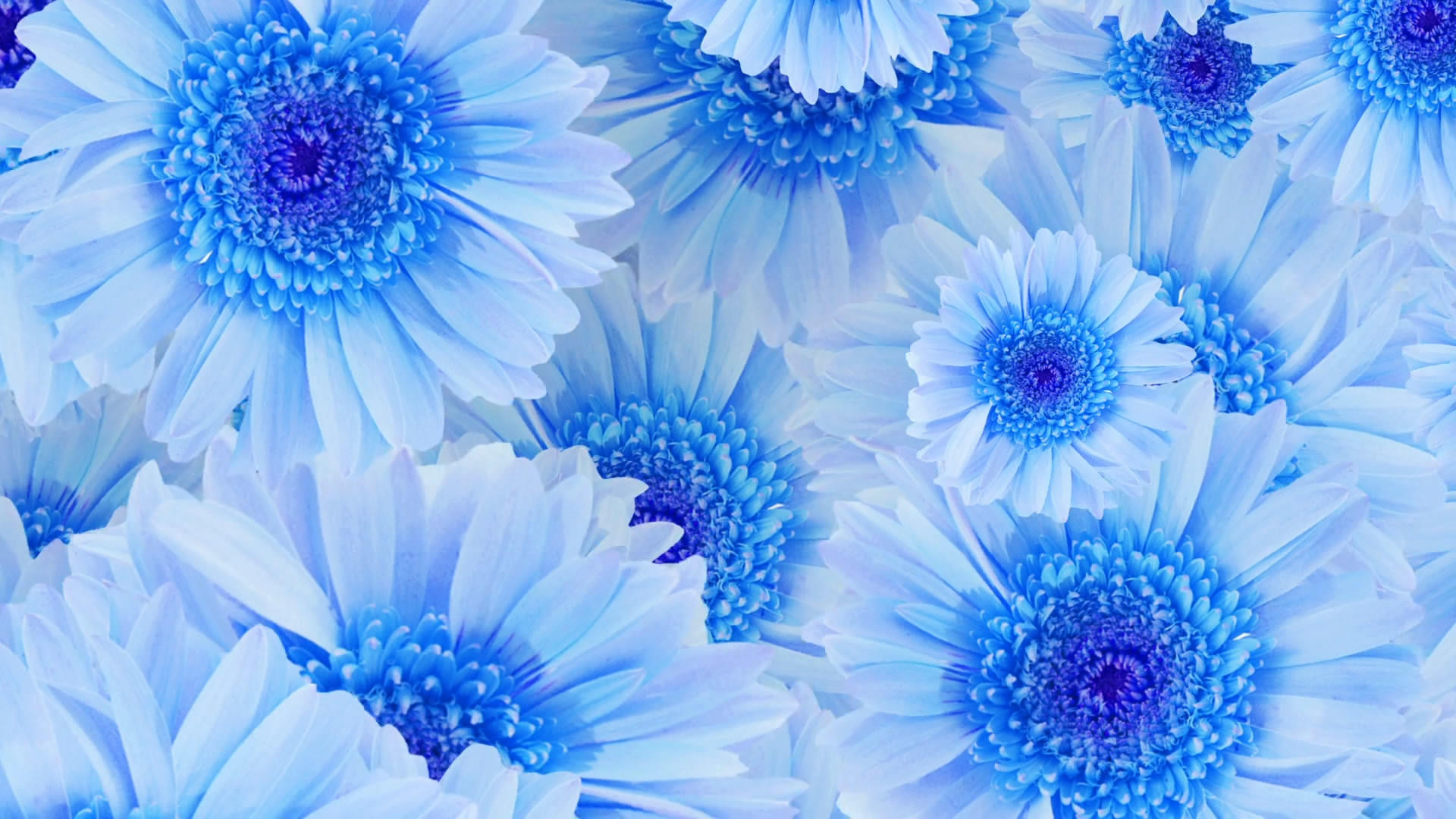 唯美清新的蓝色花朵背景视频的预览图