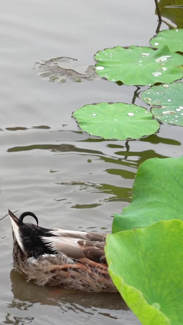 湖中的鸭子在水中自由嬉戏游走视频的预览图