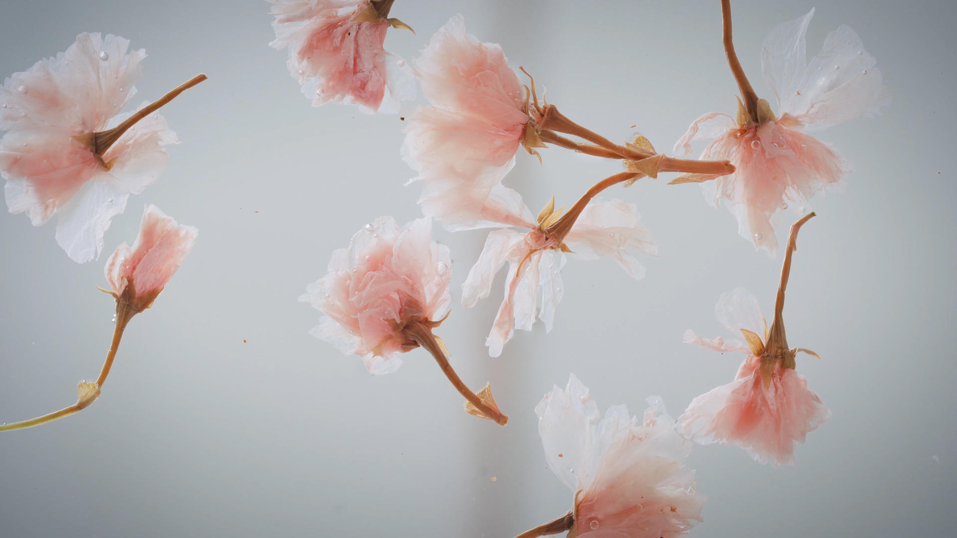 水中浮动的樱花视频的预览图