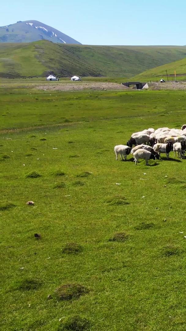 航拍新疆蓝天白云草原养殖畜牧业放羊羊群素材视频的预览图