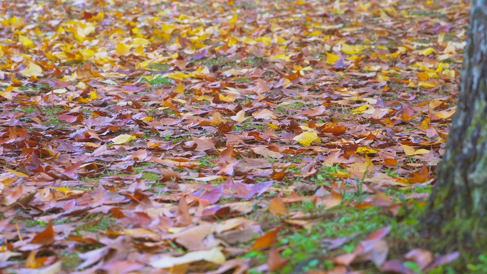 秋季4K实拍落叶树叶变黄枯黄秋季风景落叶变黄视频的预览图