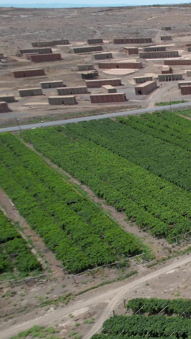 吐鲁番葡萄沟葡萄田航拍5A景区与干燥室视频视频的预览图
