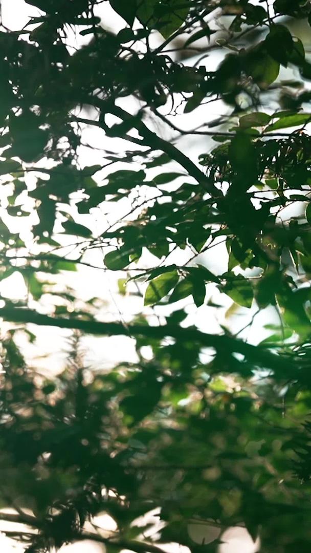 实拍夏日阳光穿过树林视频的预览图