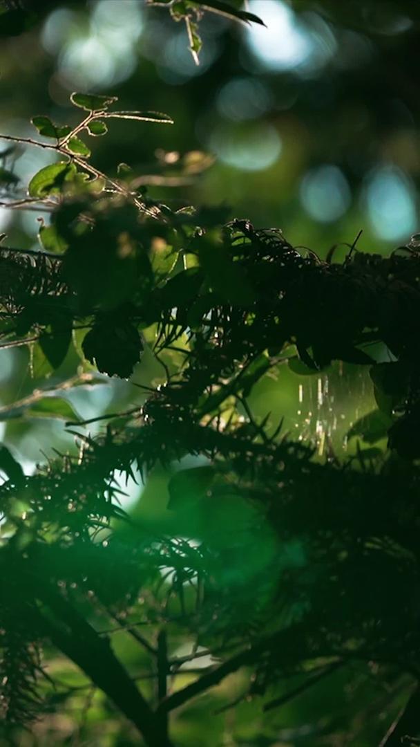 实拍夏日阳光穿过树林视频的预览图