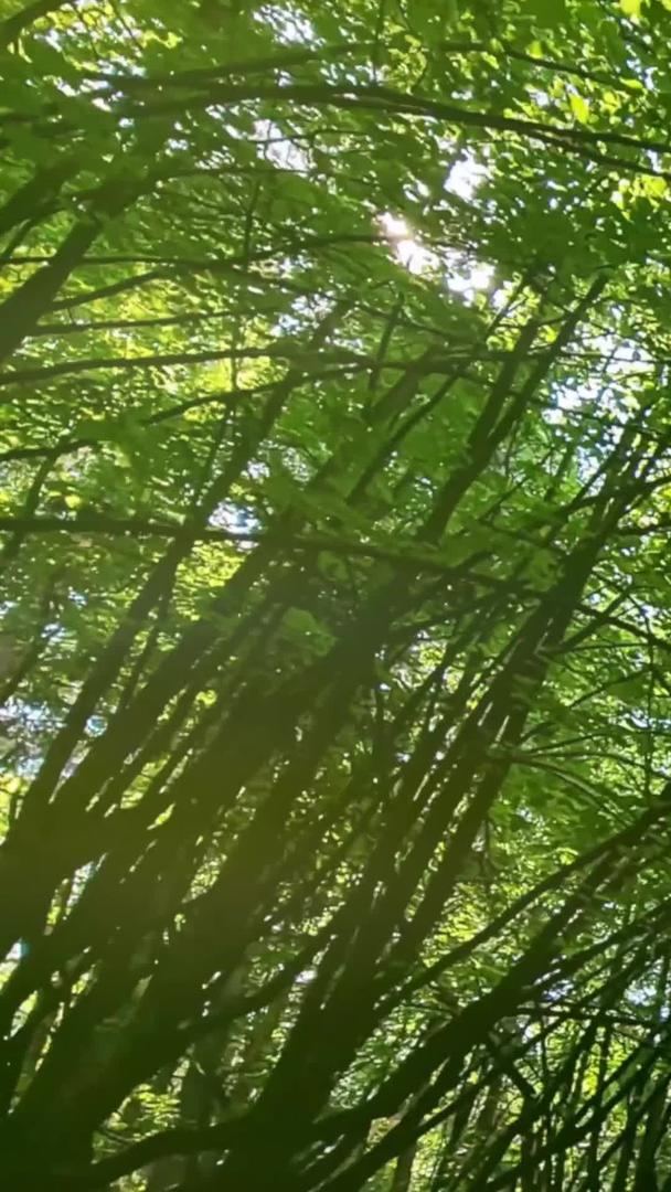 丛林小道穿梭于林荫路上阳光透过树叶洒下视频的预览图