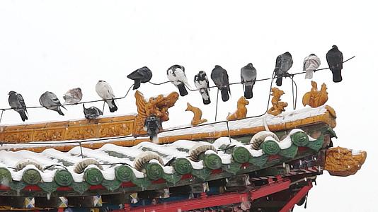 冬天的古建筑鸽子雪景视频的预览图