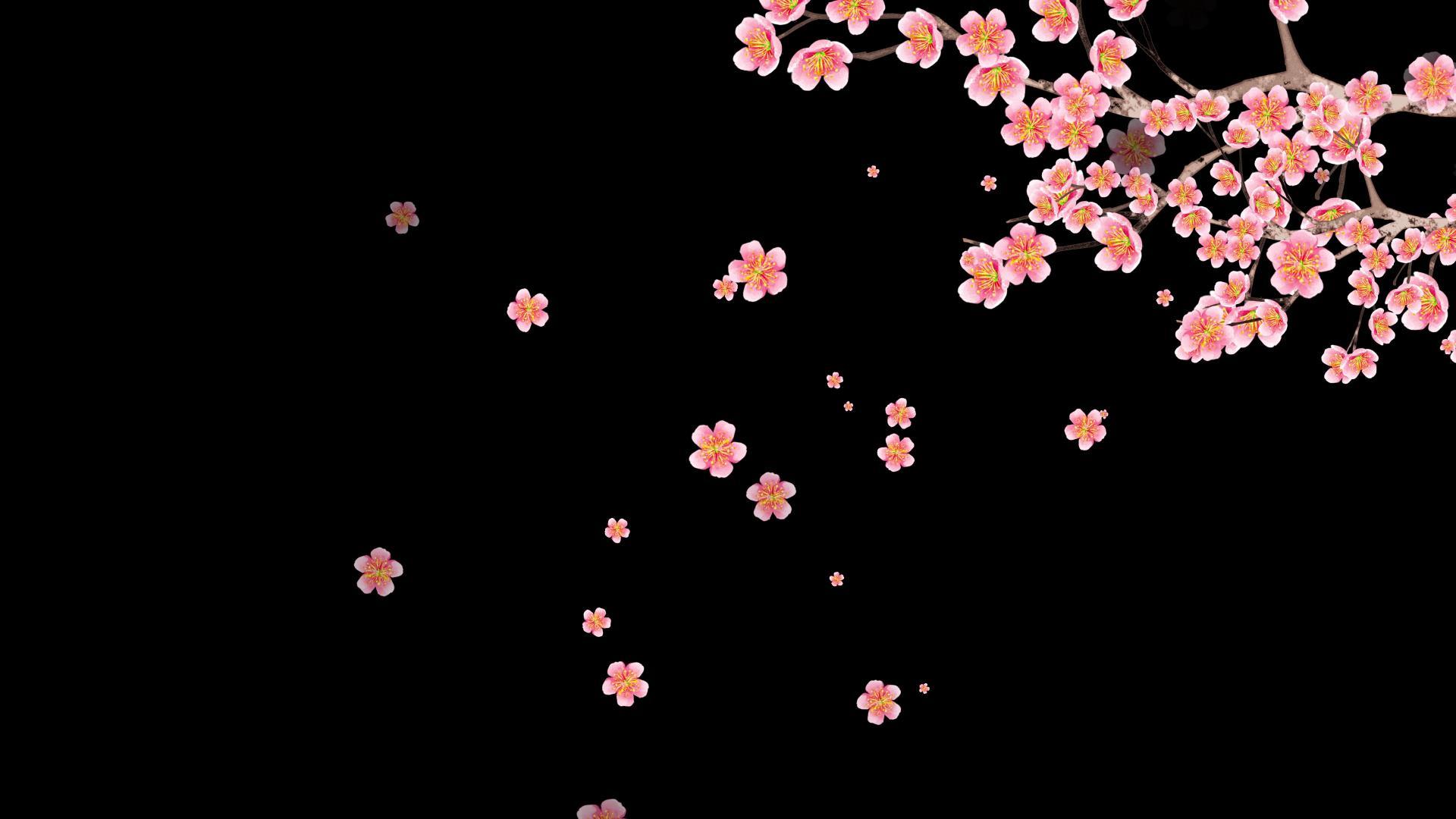 透明通道视频元素4K花瓣飘落视频的预览图