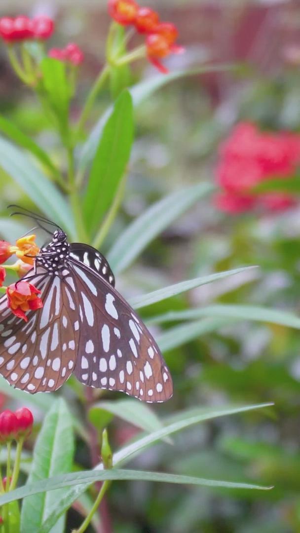 春季花丛中采蜜蝴蝶视频的预览图