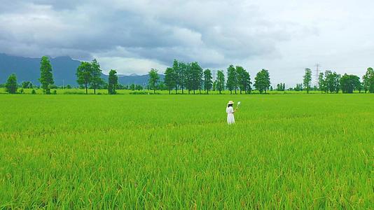 美女在稻田行走稻谷背影视频视频的预览图
