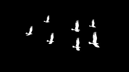 三维海鸥动画视频的预览图