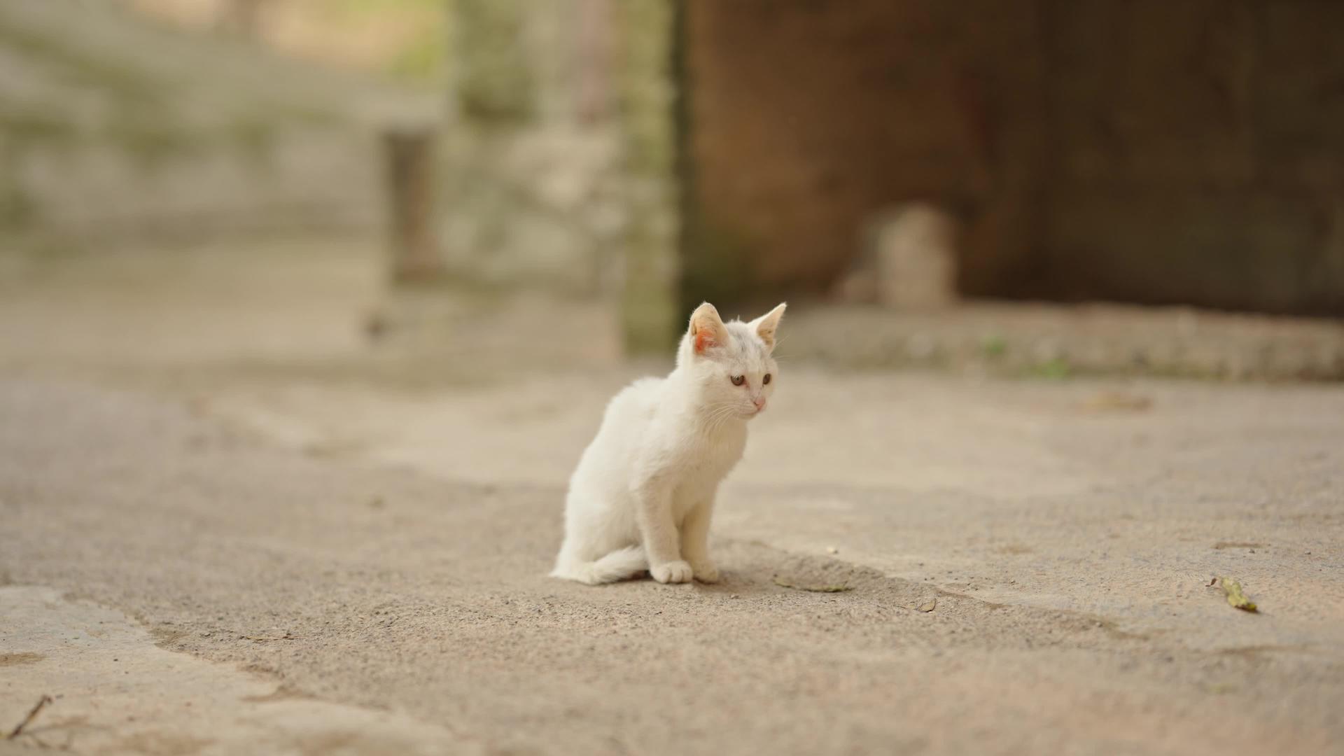 4k城市街头流浪宠物猫视频的预览图