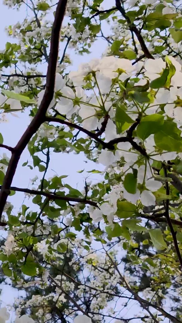 梨花树盛开视频的预览图