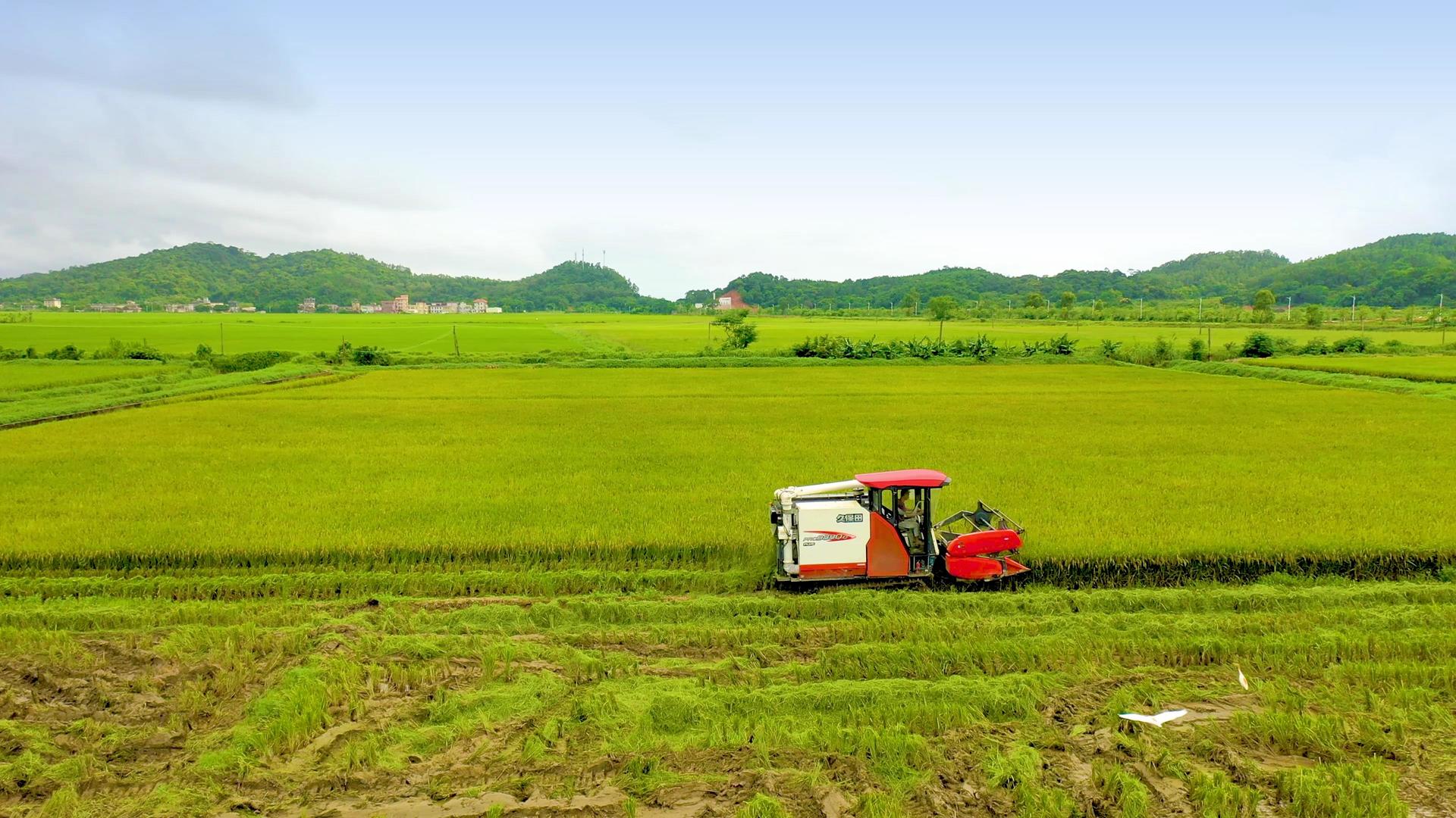 农民驾驶收割机收割水稻视频的预览图