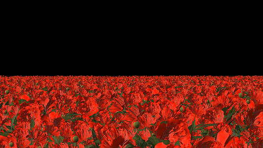 透明通道牡丹花丛穿梭视频素材视频的预览图